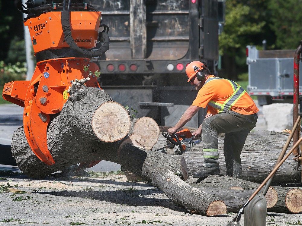 Tree removal underway for next stretch of Riverside Drive Vista project ...