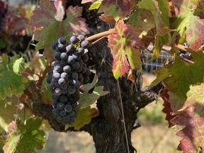 Old vine zinfandel grapes at Ridge Vineyards. Photo, Geoff Last