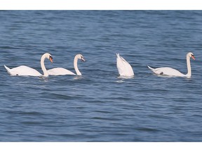 Swans on Detroit River