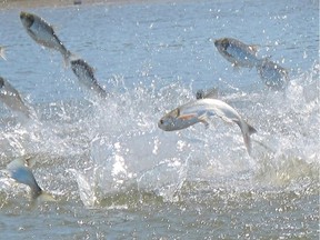 Invasive carp jumping