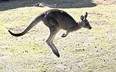 A kangaroo, similar to this one seen in a 2016 file photo, was recaptured quickly after escaping Greenview Aviaries in Morpeth Tuesday. Chatham-Kent police say. (Rob Griffith/The Associated Press)