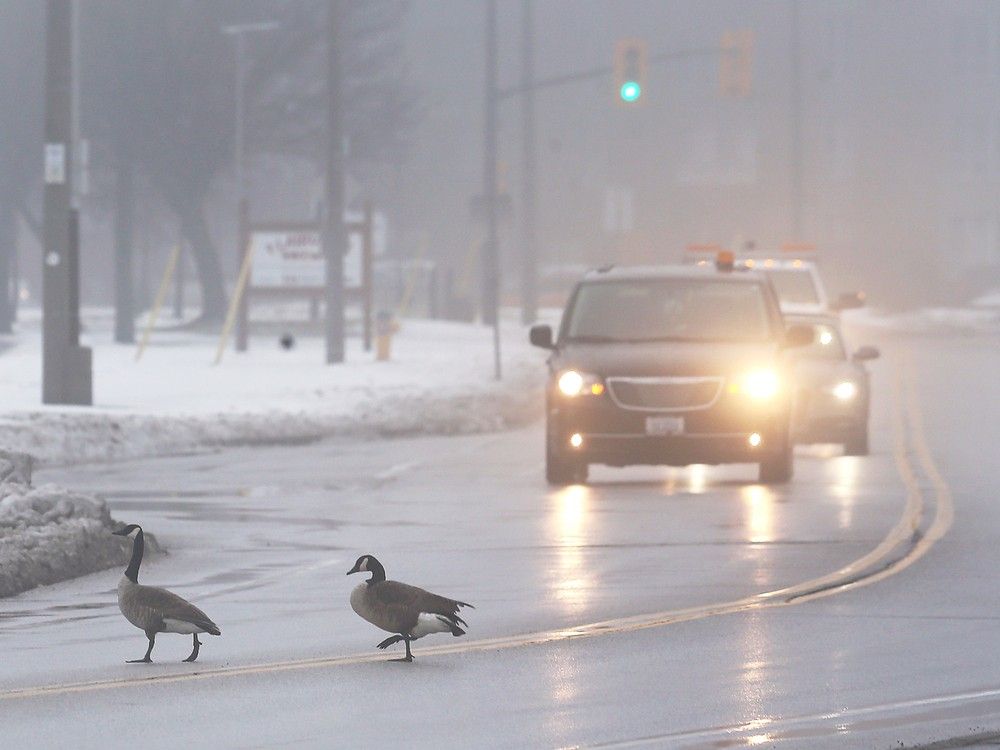 Forecast for Windsor-Essex for Sunday, February 25, 2024