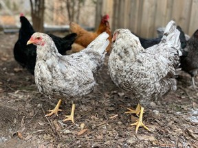 A wing and a prayer: Why can't we raise chickens in the urban parts of the city?
