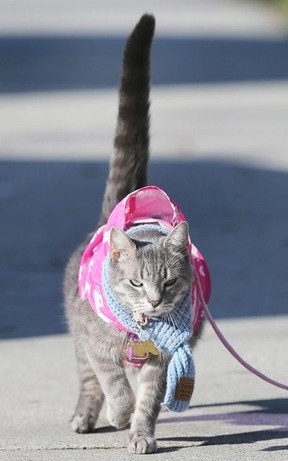 cats