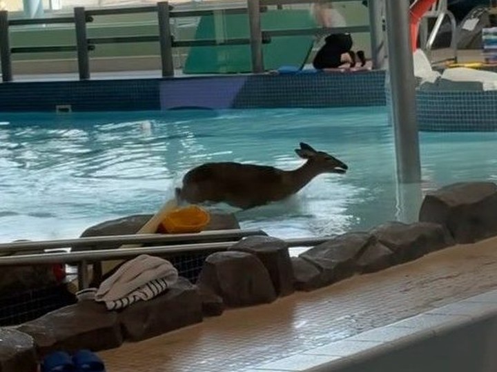  A wild deer startled fellow swimmers at the Vollmer Complex in LaSalle on Sunday after entering the building and taking a dive into the pool.