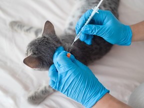 Veterinarian gives needle to a cat