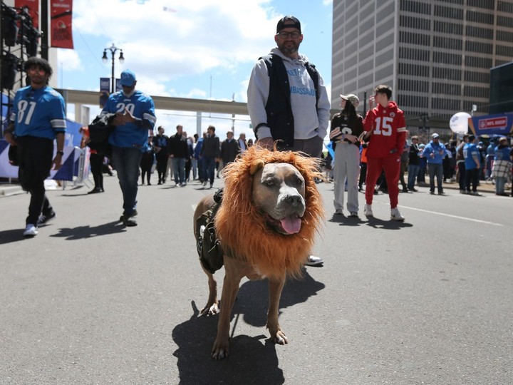  A dog dressed up as a lion is shown at the NFL 2024 Draft gathering in downtown Detroit on Thursday, April 25, 2024.