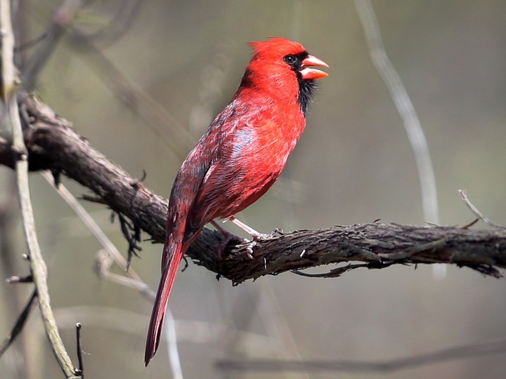  A colourful male cardinal sings at Ojibway Park in Windsor on Tuesday, April 16, 2024.
