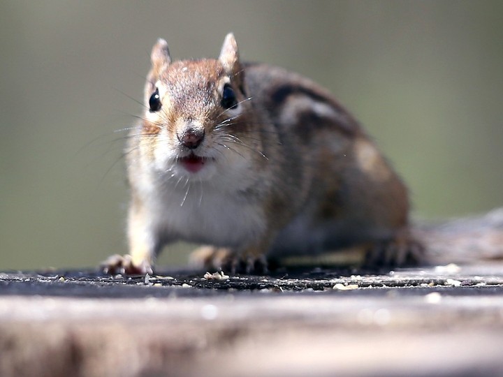  A future resident of the Ojibway National Urban Park, this chipmunk is shown searching for food at Ojibway Park in Windsor on Tuesday, April 16, 2024.