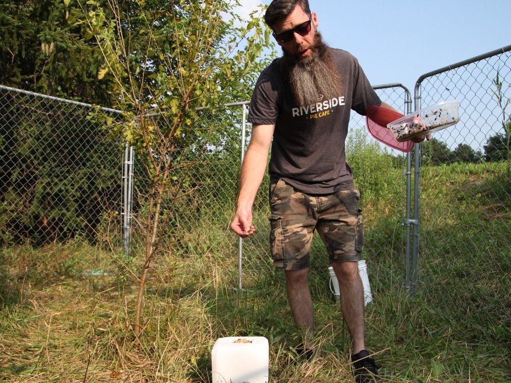 El voluntario Ryan Shields repone el alimento dentro de un corral improvisado diseñado para capturar dos ovejas fugitivas en un área cerca de Ecole Secondaire EJ Lajeunesse junto a la autopista EC Row en Windsor el martes 23 de julio de 2024.