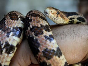 Eastern Foxsnake