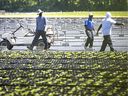 2020 年 6 月 17 日の資料写真には、キングスビルの農場にいる移民労働者が写っています。