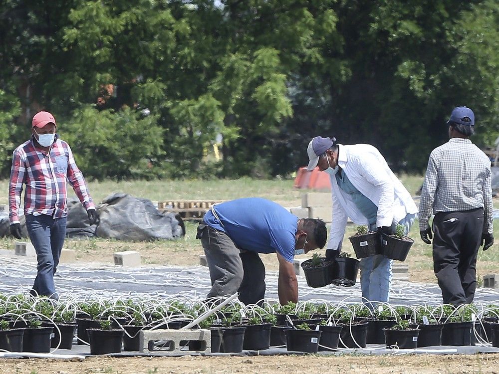 'The worst moment' — Break-ins target Essex County foreign farm
workers