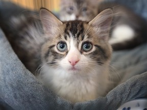 Kitten