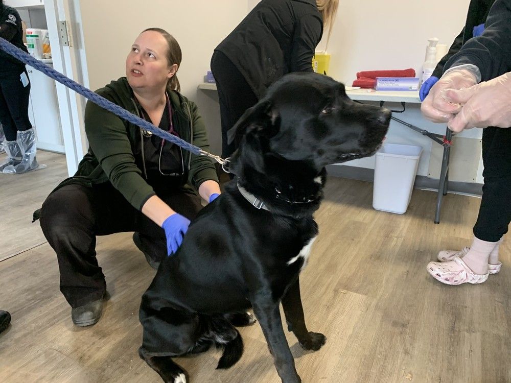 Veterinarian Dr. Stephanie Dam, with the Hamilton/Burlington SPCA , examines Guabo, a four-year-old husky/Rottweiler/lab mix, during a mobile parvo vaccine clinic set up at 333 Glengarry Ave, on Saturday, Dec. 14, 2024. 