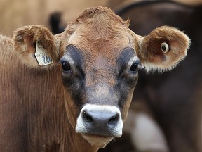 dairy cow