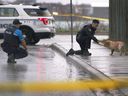 Police attempted to explore a curious dog that strolled around the corner of East Riverside Avenue and Pierre Avenue in Windsor on Wednesday, April 2, 2025 to the scene of an audio-visual.