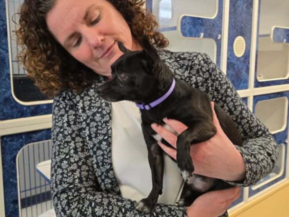 Woman charged by Windsor police after viral video captures stun device used near caged dog. Animal now in the care of local humane society.