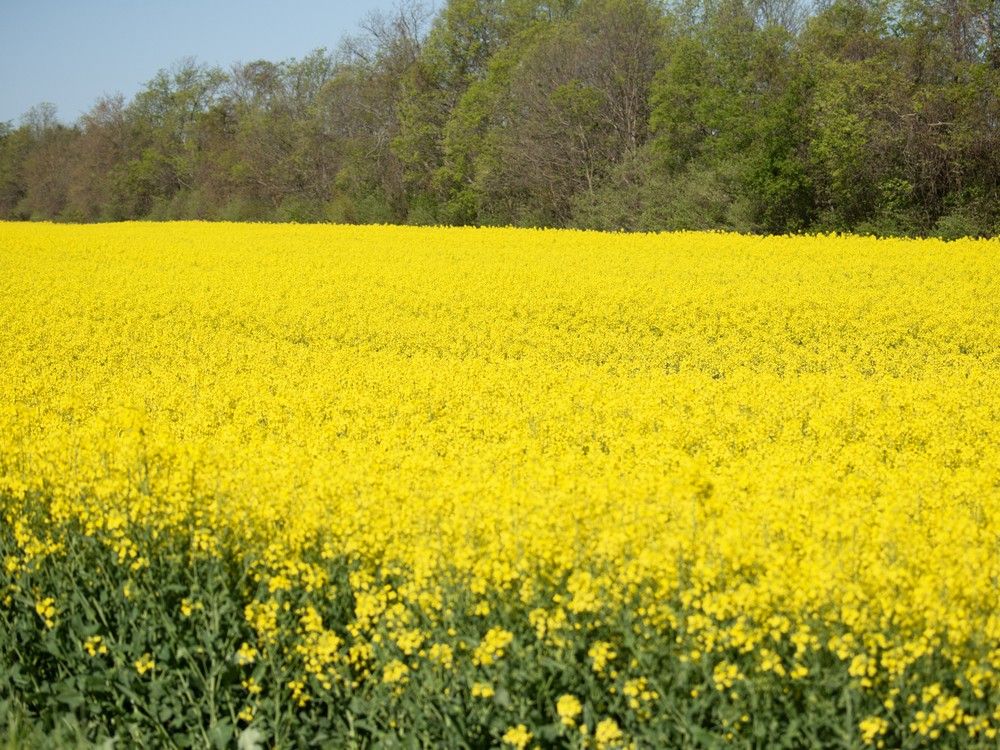 Canadian canola farmers dealing with 100 per cent tariffs from China