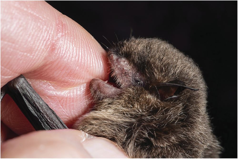 Rabies Alert in Chatham-Kent: Public Health Urges Caution After Bat Tests Positive