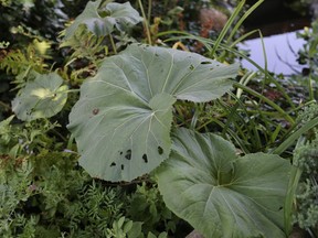 Plant damage
