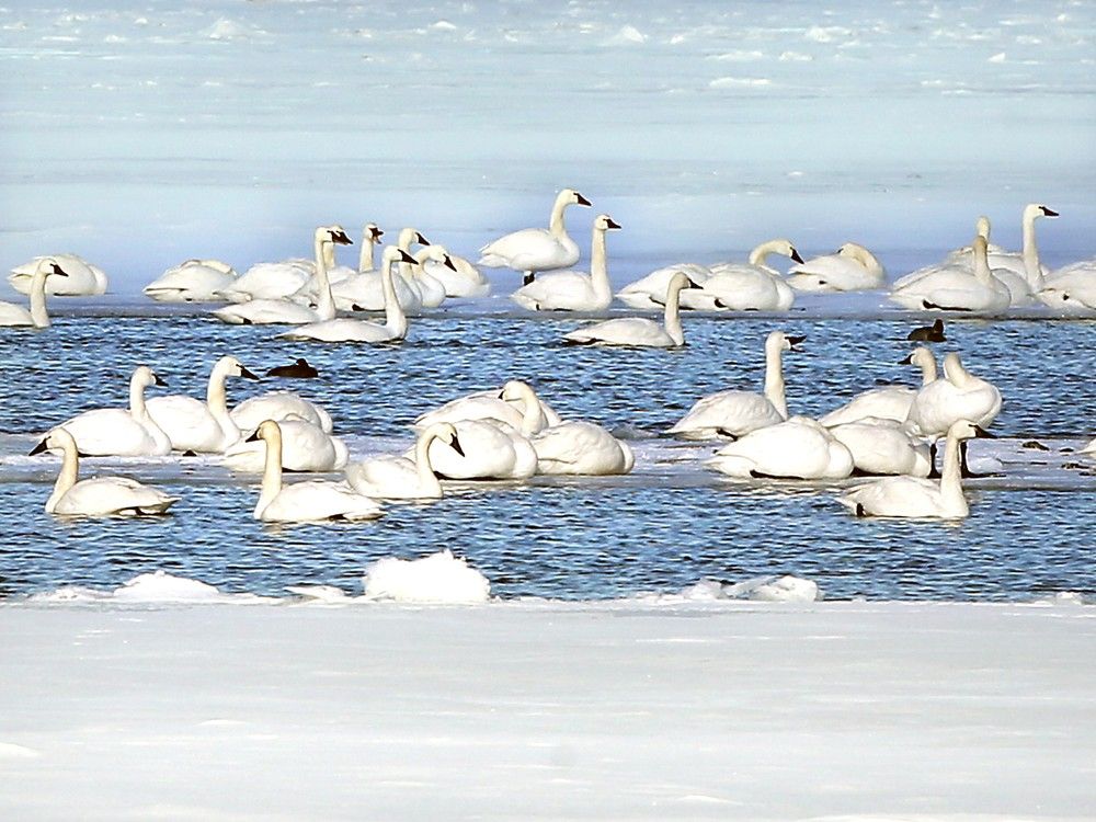 Gaggles of geese, flocks of ducks, and bevies of swans have remained regular sights in Windsor-Essex this bitterly cold winter.