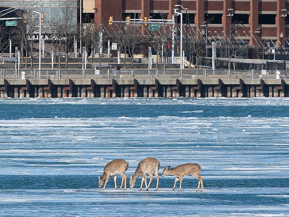  A trio of deer almost appears to be peacefully grazing but are actually standing atop a small sheet of ice drifting down the icy Detroit River near downtown Windsor on Monday afternoon.