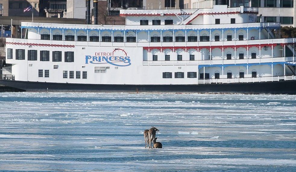  With the Detroit Princess and Michigan shoreline in the background, three deer are shown on an ice floe in the Detroit River near downtown Windsor on Monday, March 2, 2026.