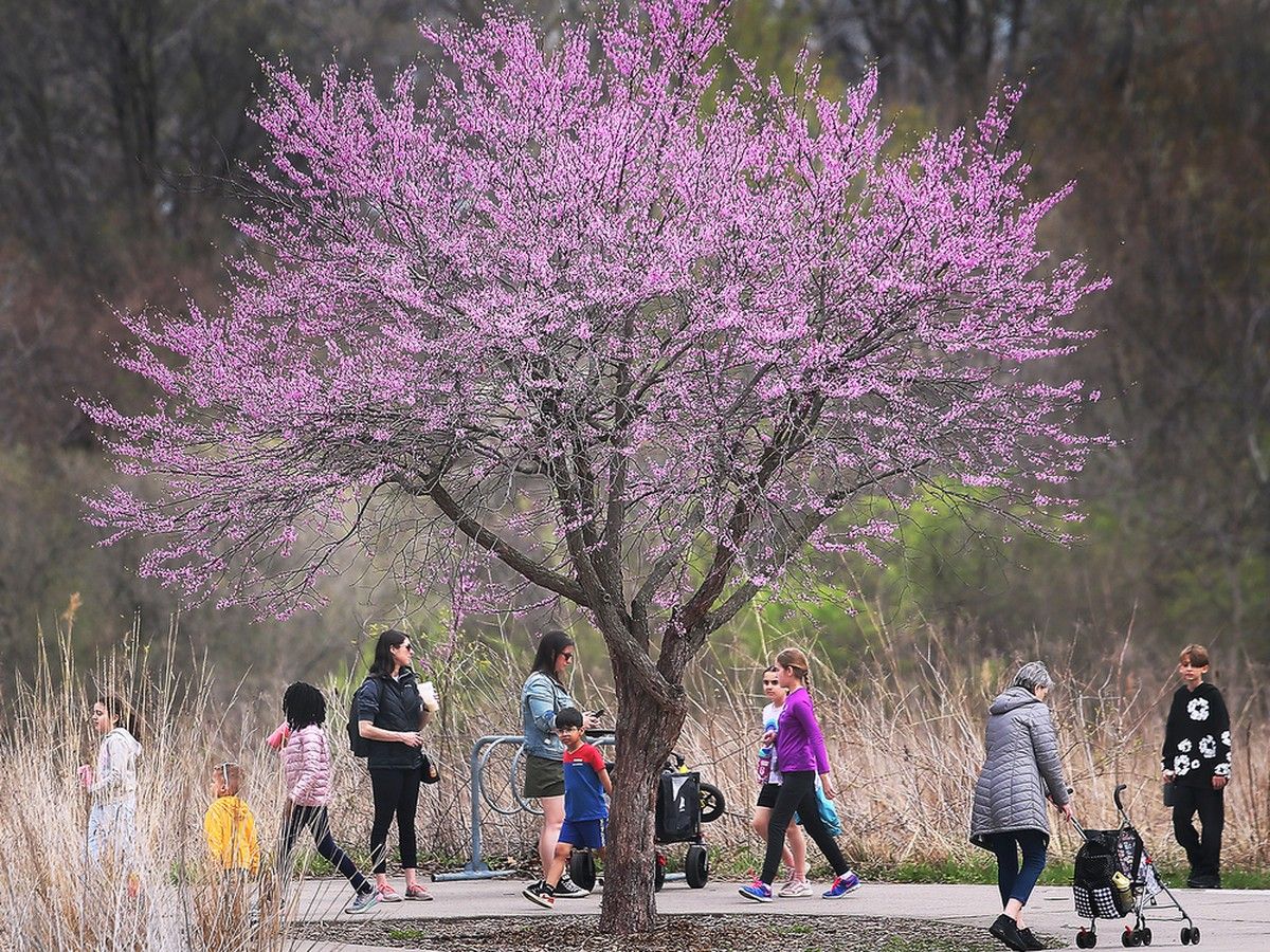 Earth Day brings tree plantings, eco activities to Windsor-Essex this weekend.