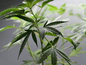 This file photo taken on June 22, 2017 shows a male plant of hemp at the "Hemp Embassy" store, one of the first shop in Italy dedicated to cannabis, on June 22, 2017 in Milan. 
MIGUEL MEDINA, AFP/Getty Images