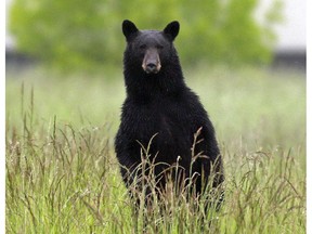 FILE - In this June 1, 2011 file photo, an adult black bear looks over the tall grass near the Tualatin Elementary School in Tualatin, Ore. Authorities said Friday, Sept. 8, 2017 that an extensive poaching ring is responsible for slaughtering more than 100 black bears, cougars, bobcats, deer and elk in southwestern Washington state and northwestern Oregon, with many of the animals hunted with dogs and then left to rot. (AP Photo/Rick Bowmer, File) ORG XMIT: LA510

JUNE 1, 2011 FILE PHOTO
Rick Bowmer, AP