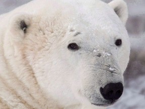 A polar bear sits along the shore of Hudson Bay near Churchill, Man. on Wednesday, Nov. 7, 2007. New tests have found a wide range of previously undiscovered contaminants in polar bears around Hudson Bay. THE CANADIAN PRESS/Jonathan Hayward ORG XMIT: CPT501

Nov.7, 2007 file photo
JONATHAN HAYWARD,