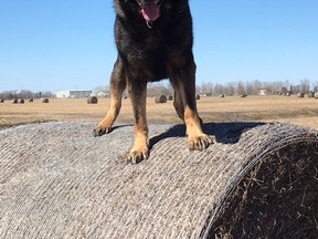 RCMP police dog Enzo and his handler were able to track down the suspect in an armed robbery at a business in Steinbach, Man., on Sunday, Oct. 22, 2017, at around 10 p.m.