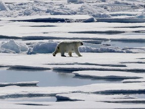 In this July 21, 2017 fiel photo a polar bear walks over sea ice floating in the Victoria Strait in the Canadian Arctic Archipelago. An analysis of dozens of blogs that question the threat climate change poses to polar bears has found those publications ignore virtually all the science on both the bears and sea ice. THE CANADIAN PRESS/AP/David Goldman