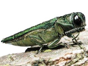 An adult emerald ash borer.