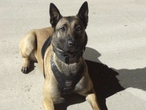Winnipeg Police Service dog Veyda who was instrumental in the arrest of a carjacking suspect. Veyda tracked the suspect to a residential recycling bin where the 41-year-old suspect was hiding.