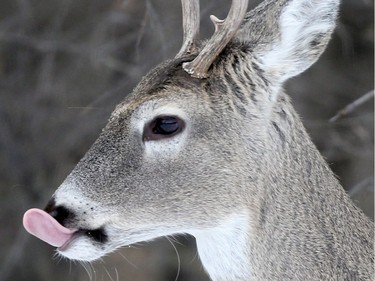 A deer licks it's nose in Winnipeg, close to the Assiniboine River. Saturday, November 25, 2017.   Sun/Postmedia Network