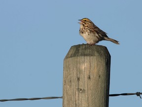 A savannah sparrow sings in Alberta. A study has shown that birds change their tunes to compensate for noise pollution in the oilpatch.