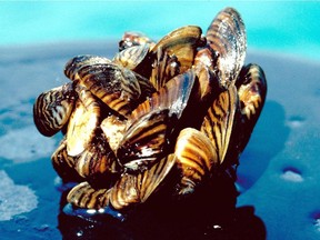 In a photo provided by the U.S. Department of Agriculture, a group of zebra mussels, taken from Lake Erie, are seen in an undated photo. Winnipeg is preparing in case zebra mussels arrive at the city's drinking water source.