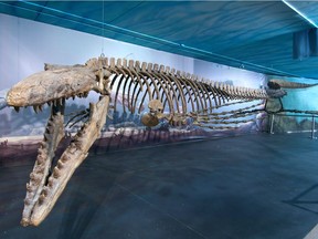 Bruce (pictured) and Suzy are about to welcome the addition of a third mosasaur skeleton at the Canadian Fossil Discovery Centre in Morden.