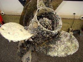 Zebra mussels cover a boat's propeller (AP File Photo)