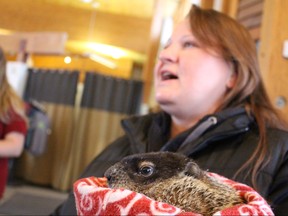 Prairie Wildlife Rehabitation Centre founder and volunteer Sheila Smith holds Wyn, a two-year-old groundhog who told Winnipeggers on Friday to expect another six weeks of winter. 
Scott Billeck/Winnipeg Sun