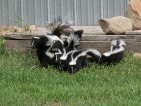 In this stock photo, a family of skunks walks around a home's yard.