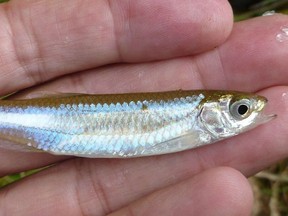 Emerald shiner minnow.