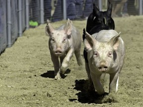 A reader wants to know why Canada isn't fighting back after the Chinese banned Canadian meat products.