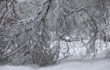 A downed tree branch blocks the road on Guelph Street in Winnipeg on Mon., March 5, 2018. Kevin King/Winnipeg Sun/Postmedia Network