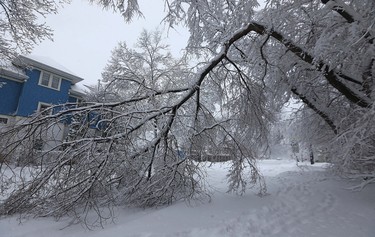 A downed tree branch blocks the road on Guelph Street in Winnipeg on Mon., March 5, 2018. Kevin King/Winnipeg Sun/Postmedia Network