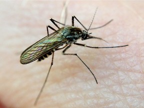 A mosquito bites a hand. Manitoba has now detected seven cases of the West Nile virus.