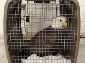 An eagle, now referred to as "Slushie," is shown in a crate after being rescued from the slush on a lake in Lynn Lake, Man. THE CANADIAN PRESS/HO-Lynn Lake RCMP MANDATORY CREDIT