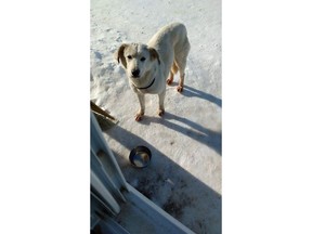 A two-year-old golden Labrador mix, named Greta, is seen in this undated handout photo. A rescue dog was shot and killed at Winnipeg's airport this week after it escaped following a flight from northern Manitoba.